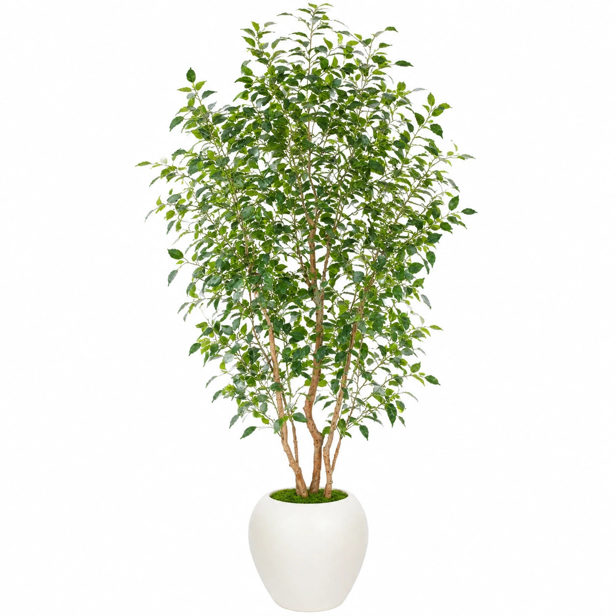 Kunstpflanze Ficus Benjamini 180 cm mit Keramiktopf Grün