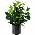 Künstliche Gummibaum Pflanze im schwarzen Topf, Grün, 90 cm